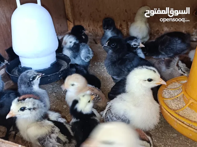 كتكوت سلالة مخلط