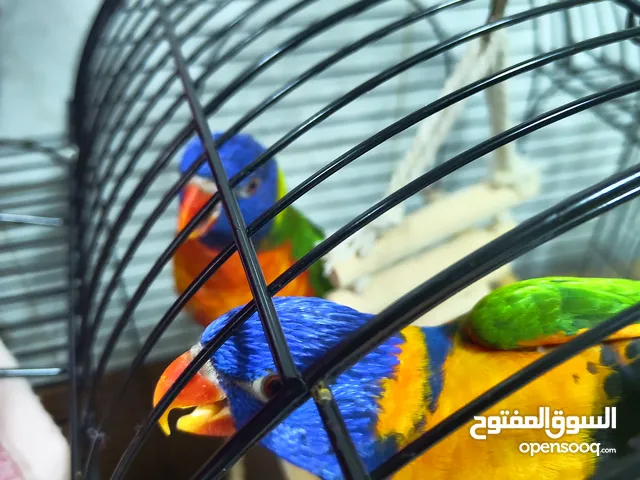 للبيع لوري نثيه و ذكر