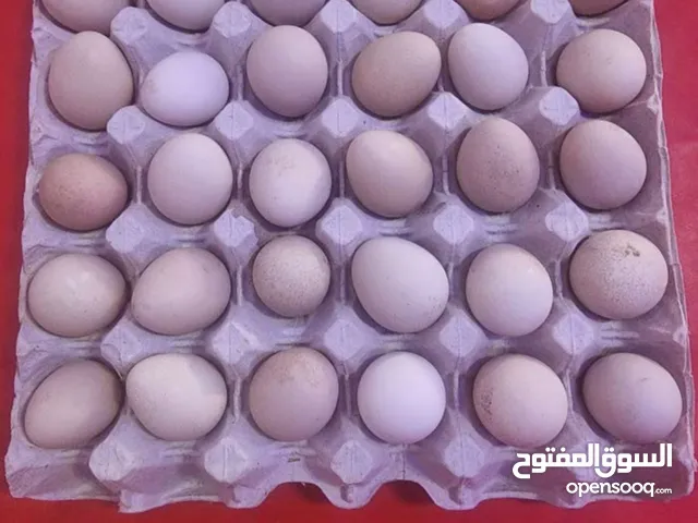 دحي زهري المكان كعام