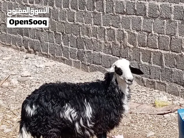 للبيع كبش نجدي هجين