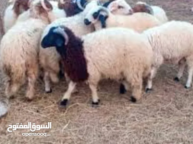 ذباح اضاحي