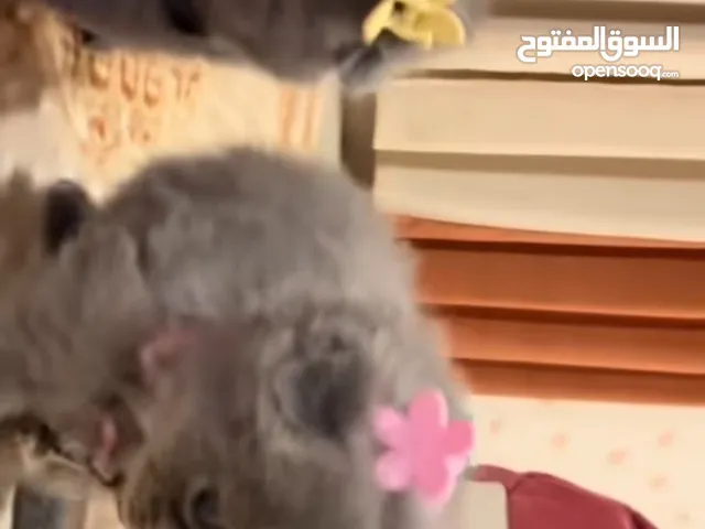 قط سكوتش فولد