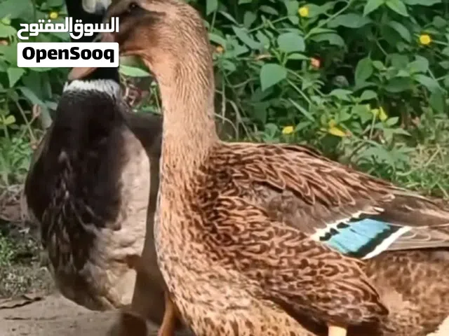 كوبيا بط ربي يبارك ادحي