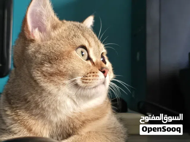 جولدن سكوتش للبيع