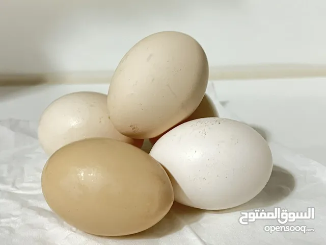 بيض دجاج للاكل محلي