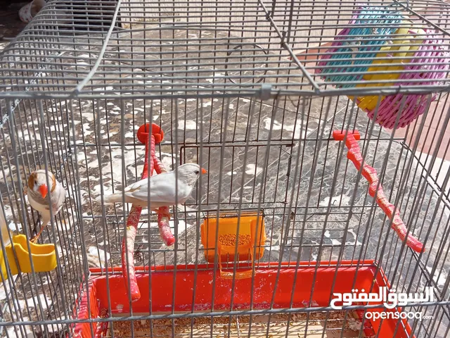 قوبيت عصافير زيبرا