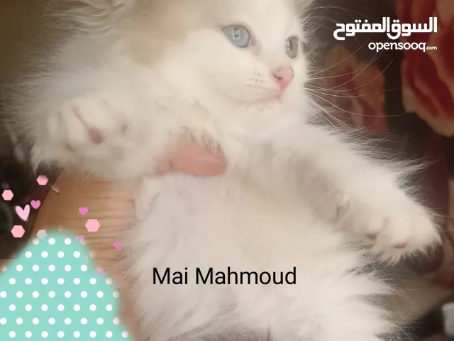 Ragdoll kitten boy
