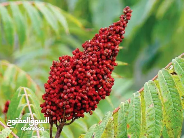 السماق الجاف والعضوي