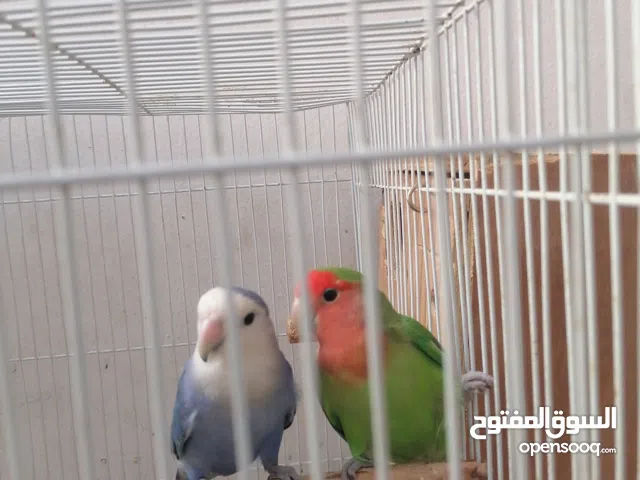 زوج روز منتج