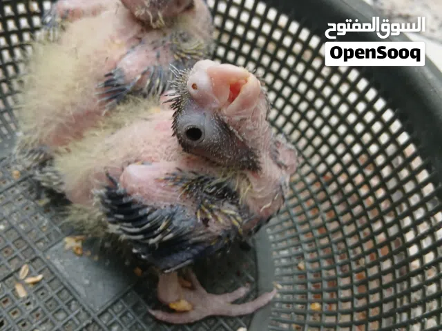 افراخ كوكتيل