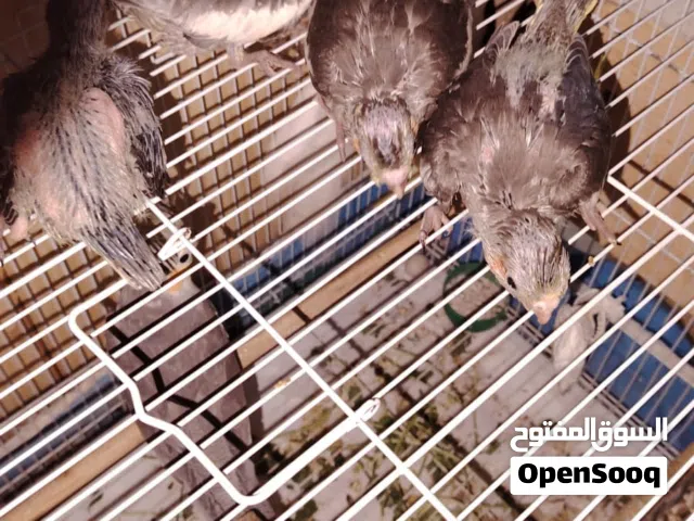 زوج كوكتيل منتج معاه 4 فروخ