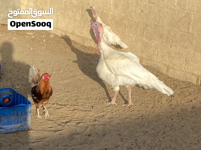 زوج رومي حجم كبير