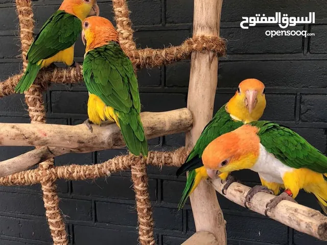 Caique parrots available now