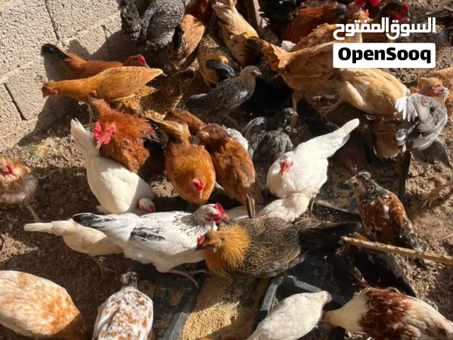 دجاج عربي كيف امفتح عمره في 6 اشهور