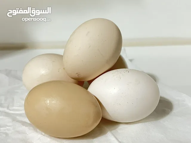 بيض عماني محلي للاكل