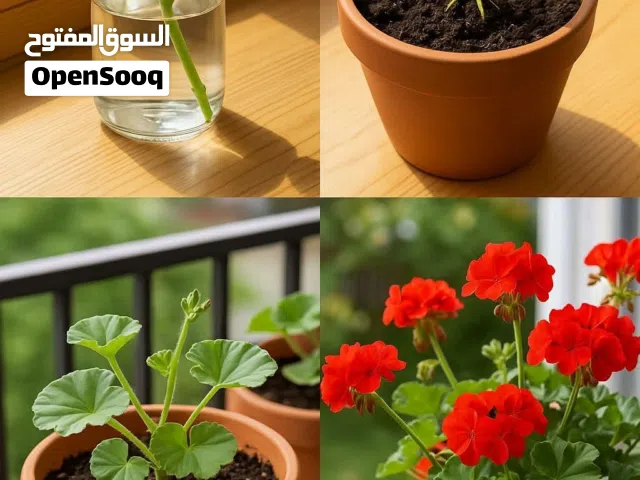 سعر حرق الله يبارك بس بعشر قروش الشتله   للبيع عدم الاهتمام  للبيع كامل حوالي 100 قوار