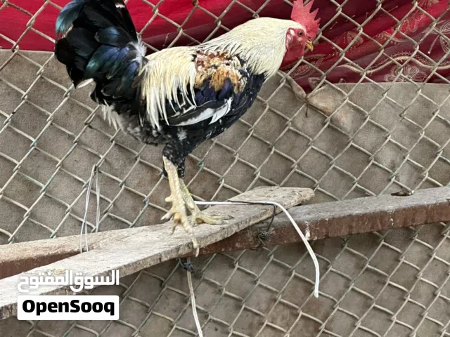 ديج دندراوي للبيع