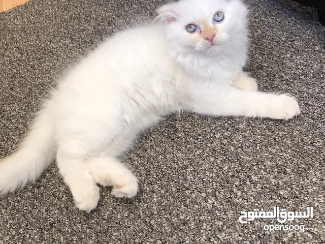 سكوتش 3شهور