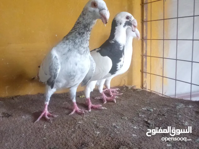 طواير وهرمرات ومراسلي