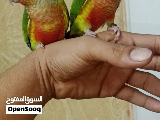 جرين شيك يلو سايدكنيور هاى ريد تاكيل يدوى مفطومين بداية تدريب بدون عض