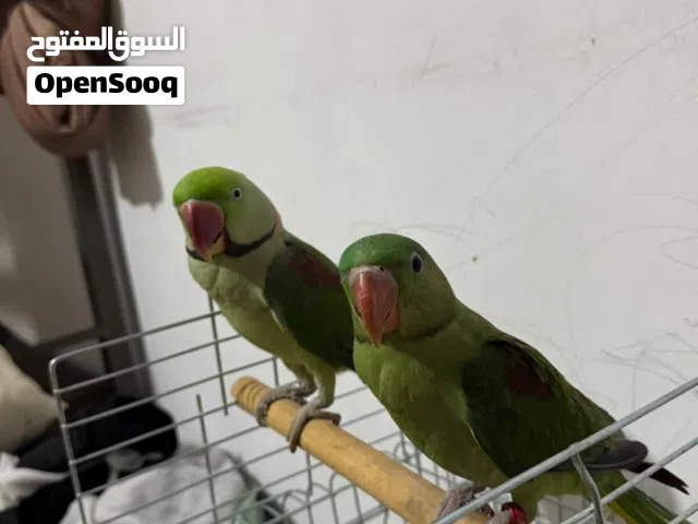 متاح بفضل الله فحول كاسكو