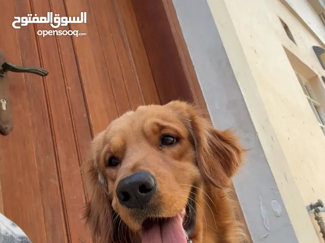 للبيع جولدن ريتريفر بيور