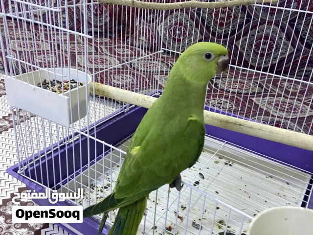 بغبغاء در هندي عمر شهرين ونص مفطوم وكآمل ويطير كامل ريشه ويدردم بدايت كلام