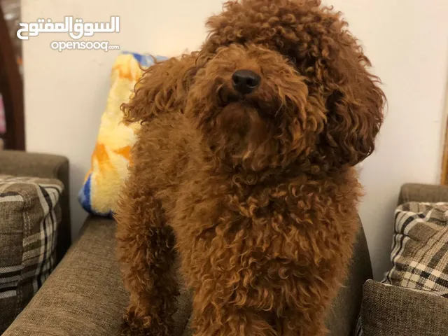 toy poodle T_cup now in Jordan  اخر ذكر وأنثى توي بودل بجميع الأوراق