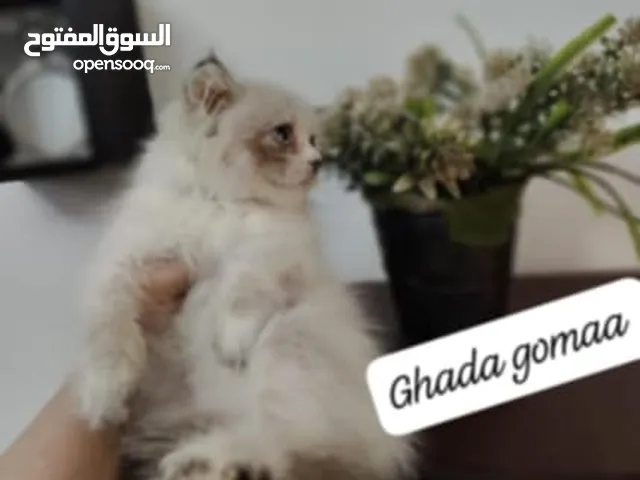 قطط راغدول بيور