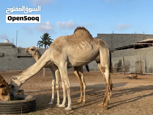 ناقه سودانيه معها قعود ناقه مش كبيره كيف بازغ الناب