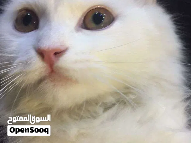 قطه شيرازي للبيع مع بوكس المتنقل والتر بوكس وصحن الاكل القطه هاديه ولعوبه