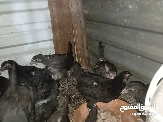 صوص اسباني العمر فوق الشهرين ونص