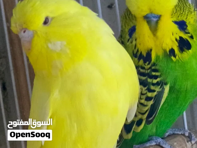 زوج نكليزي اقره الوصف رجا