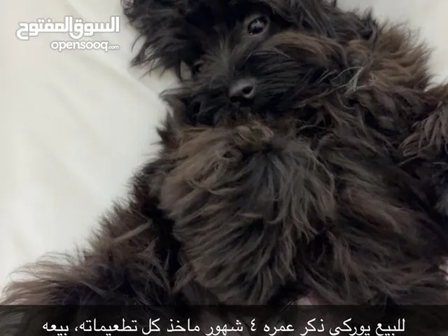 كلب يوركي