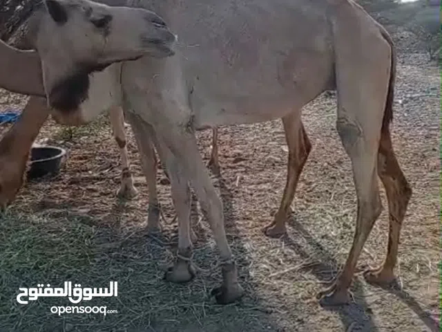 ناقل حايل تصلح ل لحم وتصلح ل إنتاج ثاني نبط