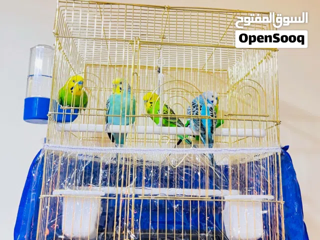 خمس عصافير حب ثلاث ذكور وأنثى للببيع كامل