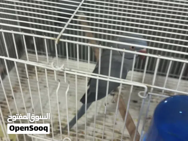 درة زوج رصاصي صحتهم جيدة جدا وجاهزين للانتاج