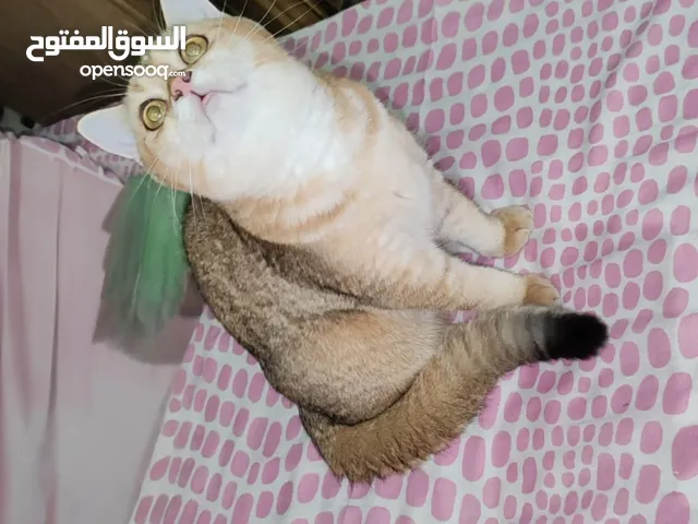 قط بريتش قولد بيور عمره 6 شهور
