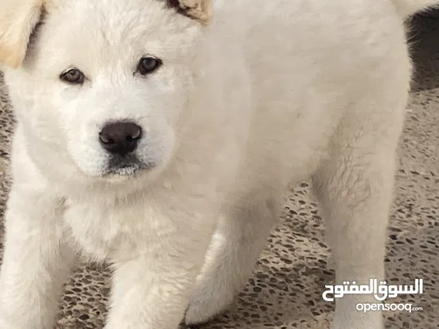 هاسكي سيبيري للبيع