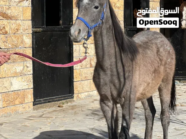 مهرة عربية غير مسجله العمر 5 شهور