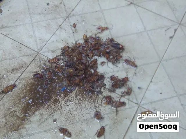 شركة الحسناء لمكافحة الحشرات وتسليك المجاري