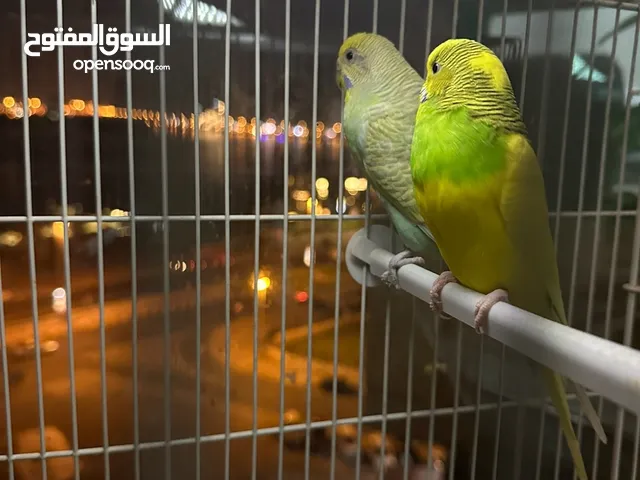 Budgies breeding pair with eggs