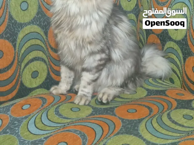 انثى شيرازي متربيا في الحوش نضيفة