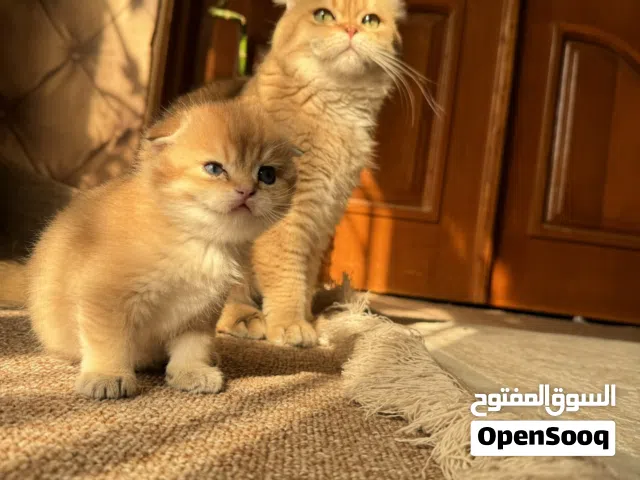 قطط سكوتش فولد و سترايت للبيع