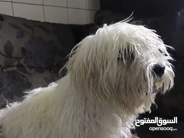 كلب زينه البيع