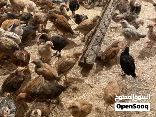 صيصان بلدي للبيع