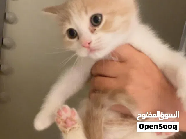 كتن للبيع مكس