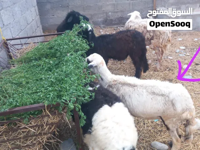 مجرد ناشر جاعده سليمه وامورها طيبه