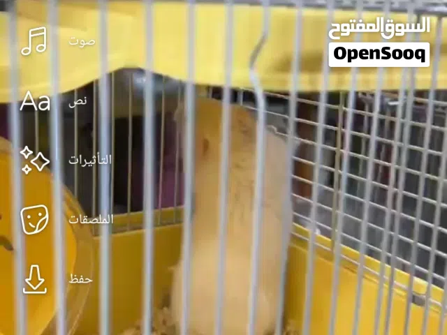 بيع هامستر