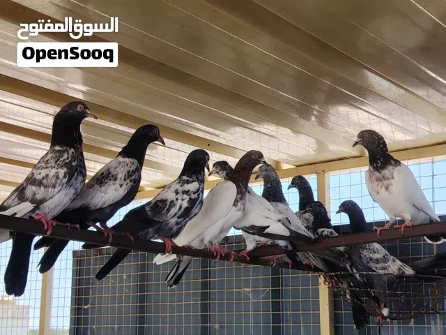 السلام عليكم عليكم للبيع مجموعه فروخ سعر الجمله